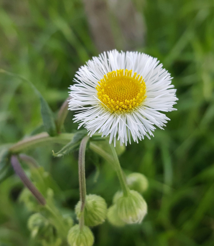 개망초 - Erigeron annuus