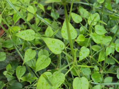덤불꼭두서니 사진 - Rubia cordifolia var. sylvatica Maxim. Photos
