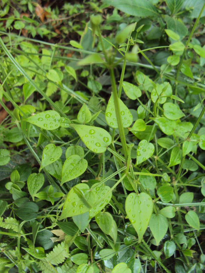 덤불꼭두서니 - Rubia cordifolia var. sylvatica Maxim.
