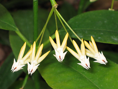 호야 멀티플로라 사진 - Hoya multiflora Photos