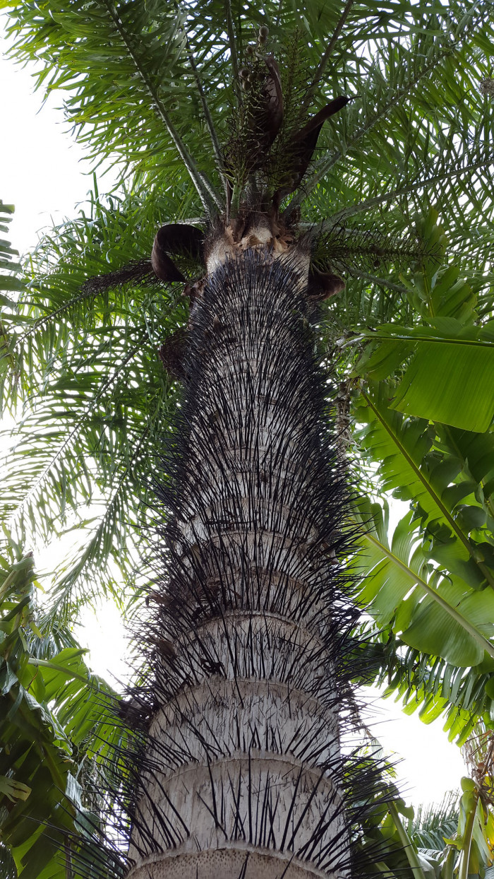 마코야자 - macaw palm, grugru palm, macaúba palm, coyol palm, Acrocomia aculeata