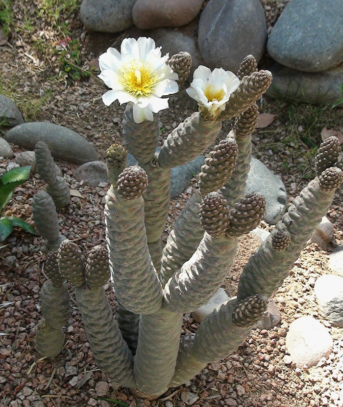 송립선 - Tephrocactus articulatus