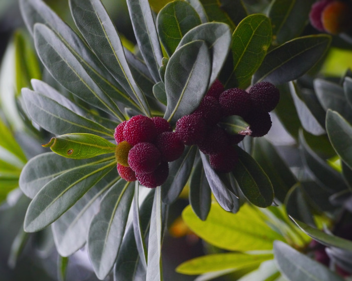 소귀나무 - Chinese bayberry, Japanese bayberry, red bayberry, yumberry, waxberry, Chinese strawberry, Myrica rubra (Lour.) Siebold & Zucc.