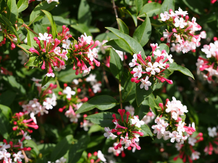 섬댕강나무 - Abelia coreana var. insularis (Nakai) W.T.Lee & W.K.Paik