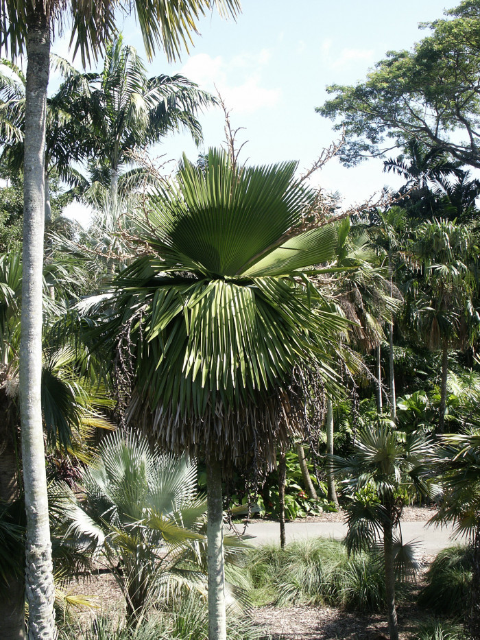 페티코트야자 - Petticoat palm, Jata de Guanabacoa, Copernicia macroglossa