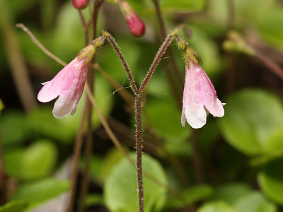 린네풀 사진 - Linnaea borealis L. Photos