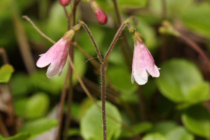 린네풀 - Linnaea borealis L.