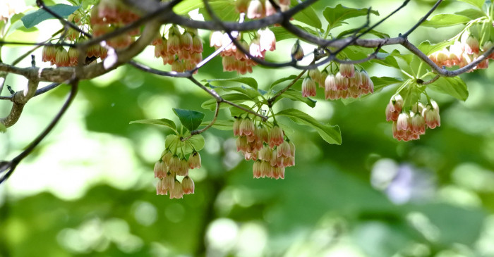등대꽃 - Enkianthus campanulatus 