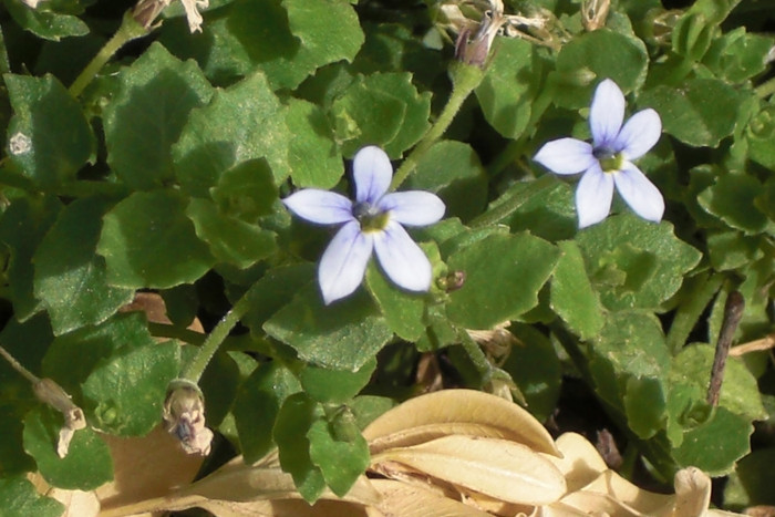 애기별꽃 - Pratia pedunculata Benth.