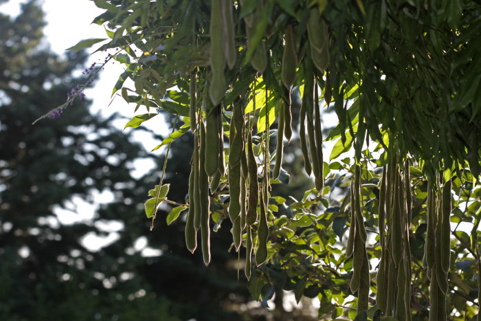 등나무 - Japanese Wisteria, Wisteria floribunda (Willd.) DC. for. floribunda