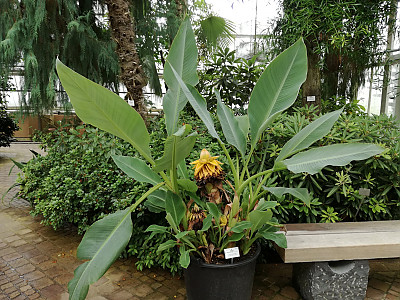 황금연꽃바나나 사진 - Musella lasiocarpa Photos