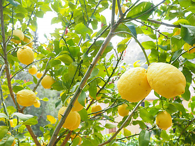 레몬 사진 - Citrus limon Photos