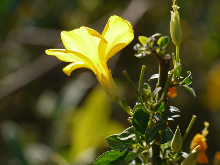 월광화 - Yellow flax, Reinwardtia indica, Calonyction aculeatum (L.) House