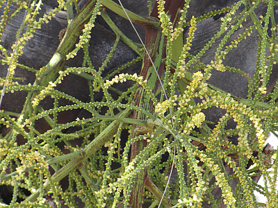 삼각야자 사진 - Neodypsis decaryi jumelle Photos
