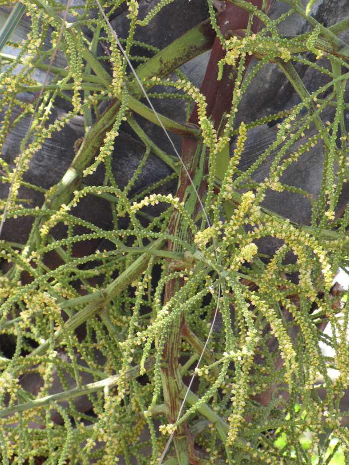 삼각야자 - Triangle Palm, Dypsis decaryi, Neodypsis decaryi jumelle