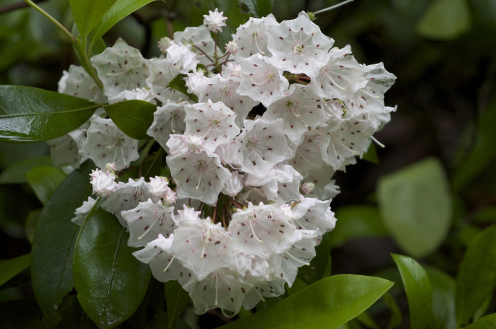 칼미아 라티폴리아 - Mountain,Spoonwood,Mountain laurel,Calico bush,Ivy,Calico,Laurel Mountain, Kalmia latifolia