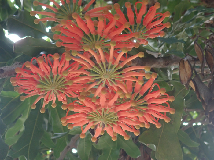 플라이휠 - Firewheel, White Beefwood, Queensland Firewheel Tree, Tulip Flower, White Oak, White Silky Oak, Stenocarpus sinuatus
