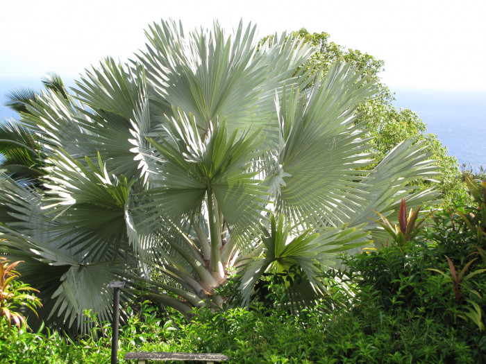 비스마르크야자 - Bismarck Palm, Bismarckia nobilis