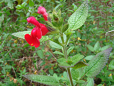 핫립세이지 사진 - Salvia Microphylla Photos