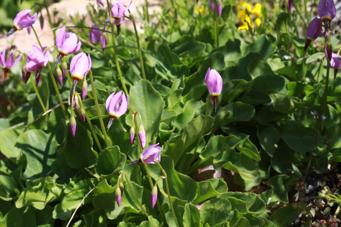 인디언앵초 - shooting star, American cowslip, mosquito bills, mad violets, sailor caps, Dodecatheon