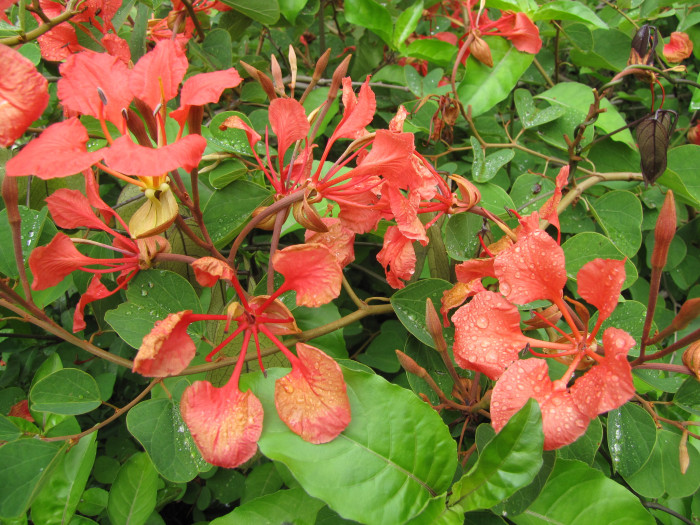 붉은난초나무 - Pride of De Kaap, Orchid Tree, Red Bauhinia, Nasturtium Bauhinia, African Plume, Red Orchid Bush, Bauhinia Galpinii