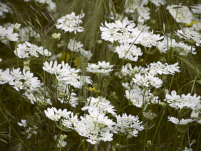 올라야 사진 - Orlaya grandiflora Photos