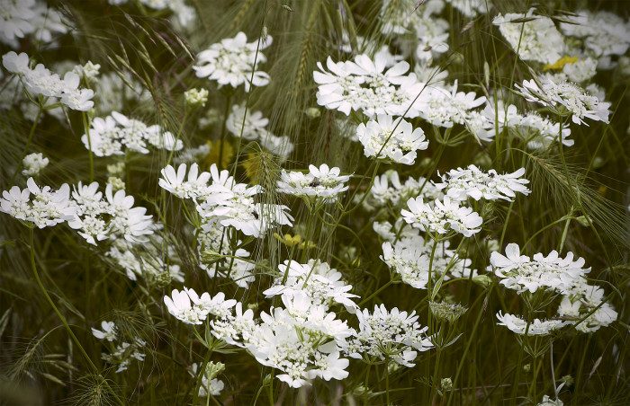 올라야 - White Lace Flower, Minoan Lace, Orlaya grandiflora