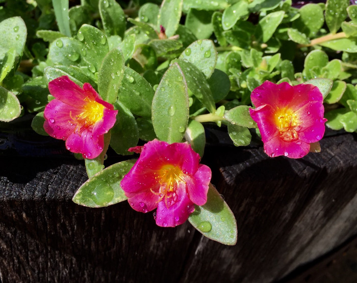 포테리카 - umbraticola, Portulaca umbraticola