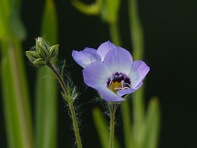 길리아 트라이컬러 사진 - Gilia tricolor Photos