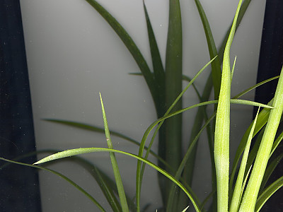 여왕의눈물 사진 - Billbergia nutans H.Wendl. Photos