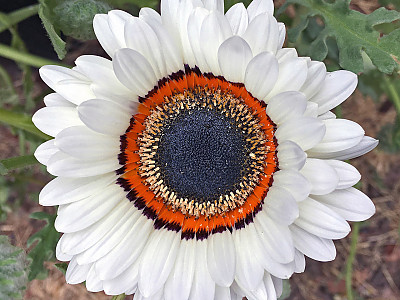 베니듐 사진 - Venidium Fastuosum Photos