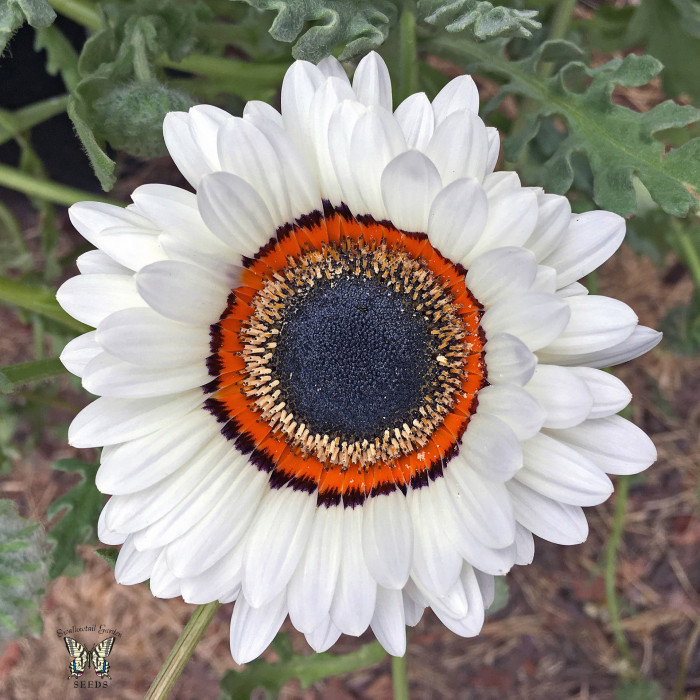 베니듐 - Cape Daisy, Venidium Fastuosum