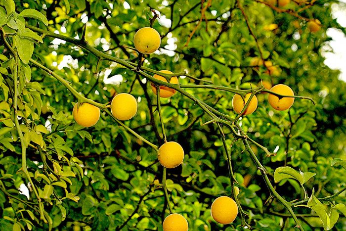 탱자나무 - trifoliate orange, Poncirus trifoliata, Cirus trifoliata Raf.
