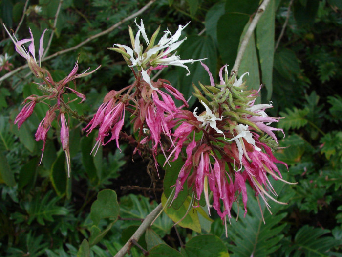 바우히니아 디바리카타 - Mountain ebony, kachnar, Bauhinia divaricata L. 