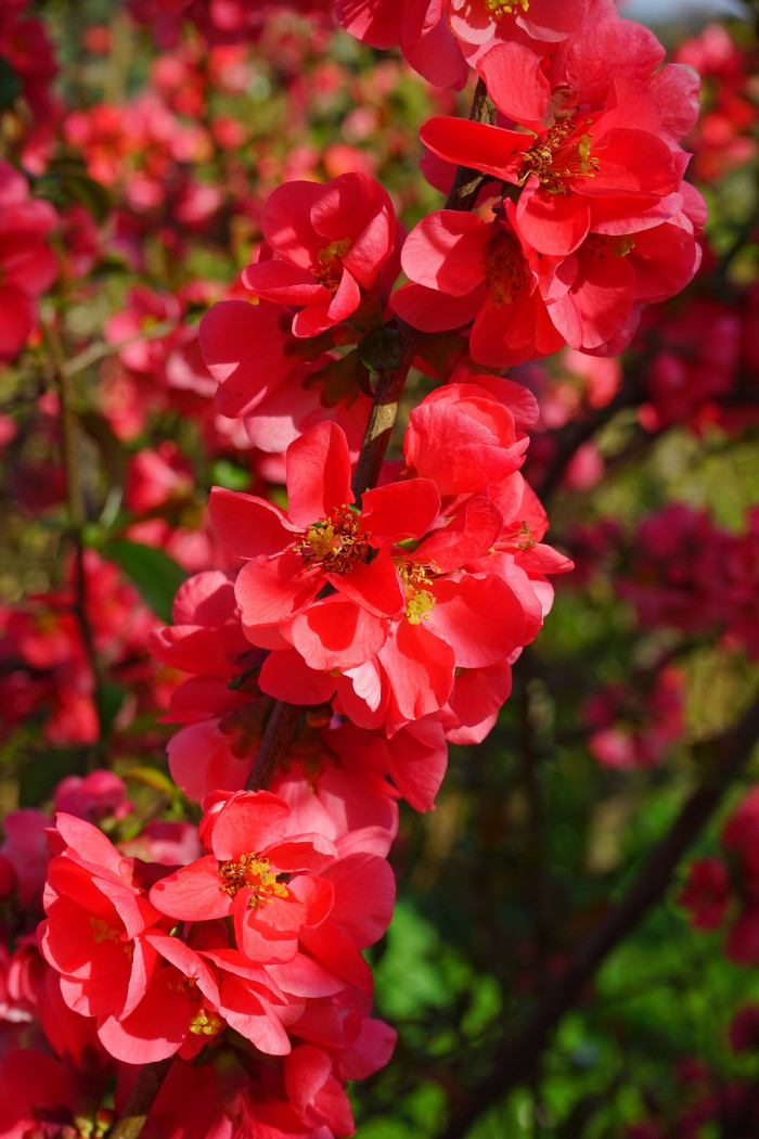 장수매 - Chaenomeles lagenaria cv.