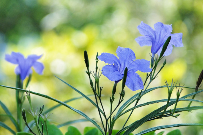 루엘리아 - Mexican petunia, Ruellia brittoniana