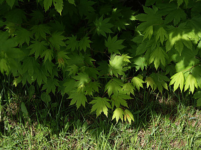 당단풍나무 사진 - Acer pseudosieboldianum (Pax) Kom. Photos
