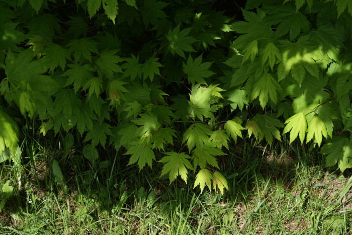 당단풍나무 - Acer pseudosieboldianum (Pax) Kom.