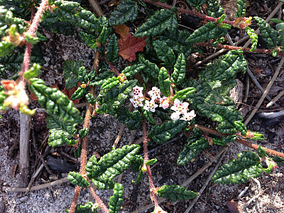 천황매 사진 - Rulingia hermanniifolia Photos