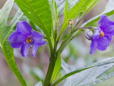 캥거루사과 사진 - Solanum laciniatum Photos