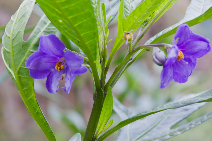캥거루사과 - Kangaroo Apple, Solanum laciniatum