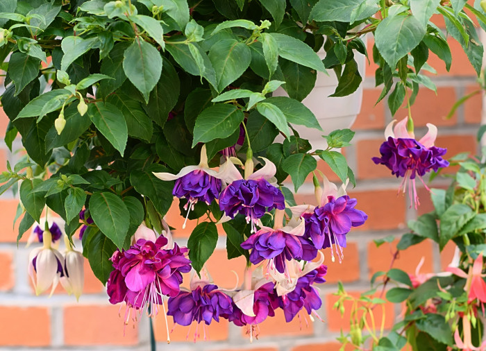 후쿠시아 - Common garden fuchsia, Fuchsia spp.