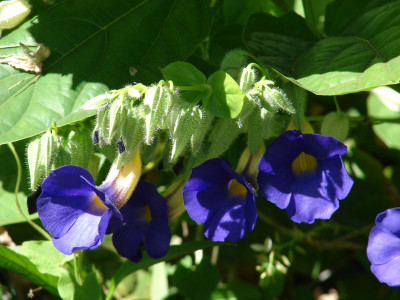 툰베르기아 베티스컴베이 사진 - Thunbergia battiscombei Photos
