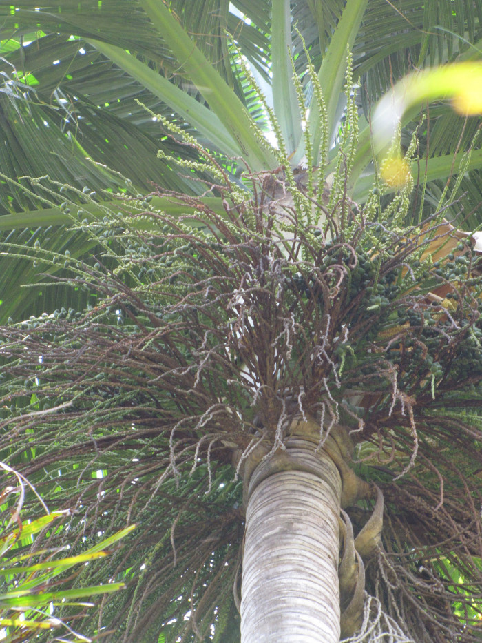 허리케인 야자 - Hurricane Palm, Princess Palm, Red Palm, Dictyosperma album
