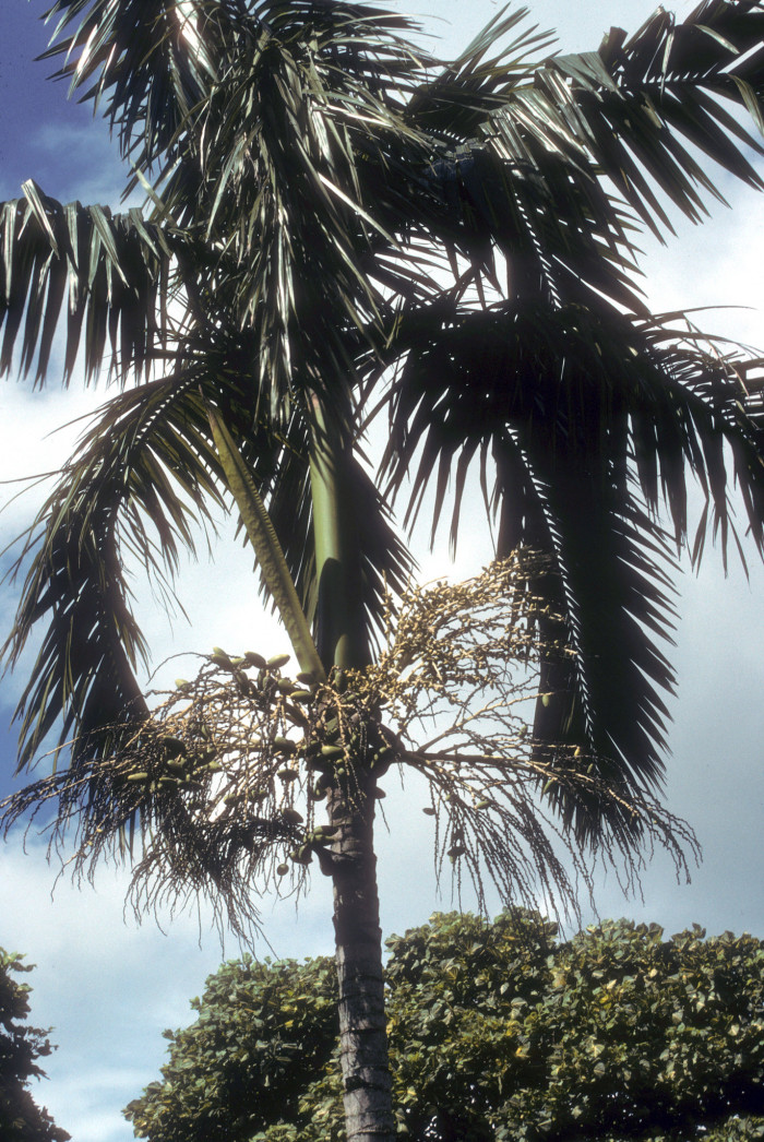 칼라파 야자 - Calappa Palm, Actinorhytis calapparia