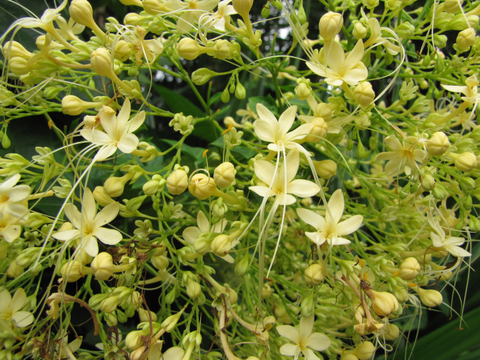 용선화 - Pagoda Flower, Pyramid flower, Temple flower, Clerodendrum paniculatum