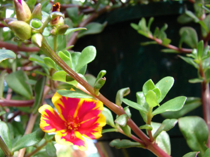 포테리카 - umbraticola, Portulaca umbraticola
