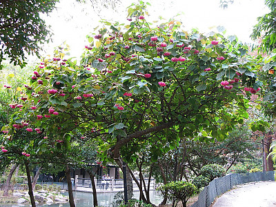 열대수국 사진 - Dombeya wallichii Photos