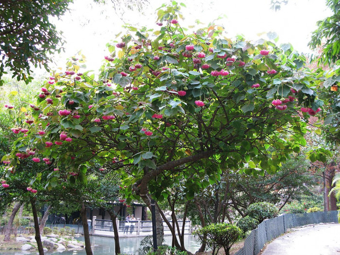 열대수국 - Pink ball tree, Dombeya wallichii