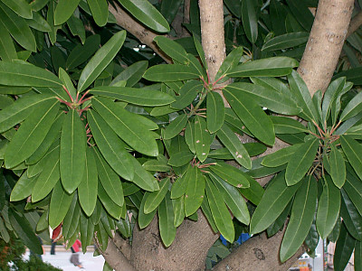 좀굴거리나무 사진 - Daphniphyllum teijsmanni Zoll. ex Kurz Photos